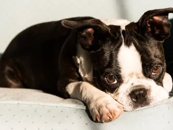 16 Dogs Prone to Cherry Eye: Vet-Reviewed Facts