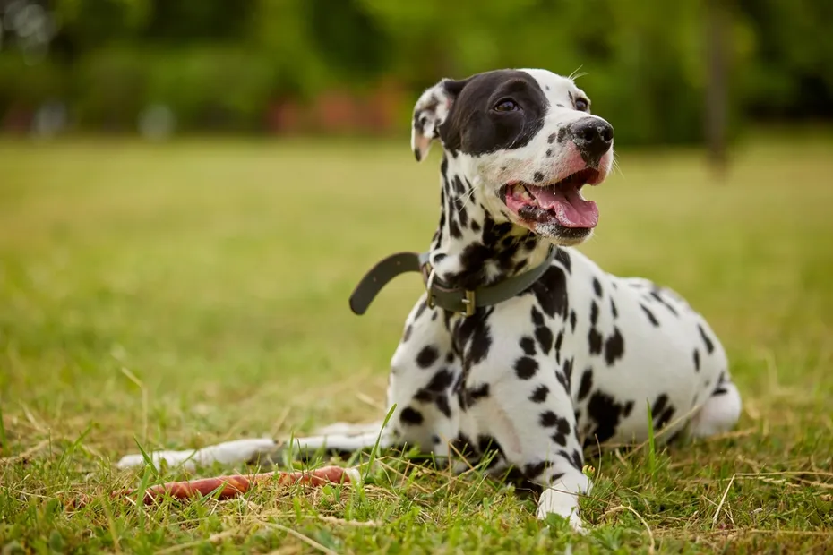 Dalmatian laying on grass