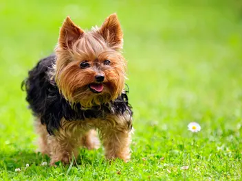 6 Types of Yorkie Dog Breeds (With Info & Pictures)