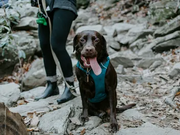 10 Dog-Friendly Hiking Trails in Illinois (2026 Guide)