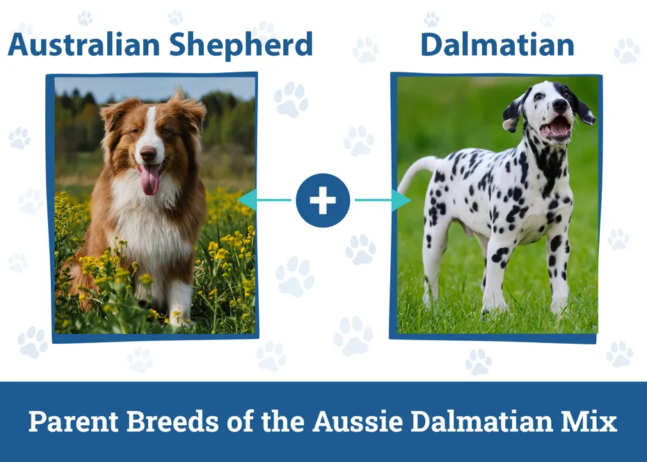 Parent Breeds of the Aussie Dalmatian Mix
