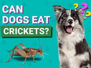 Can Dogs Eat Crickets? Vet-Verified Facts & FAQ