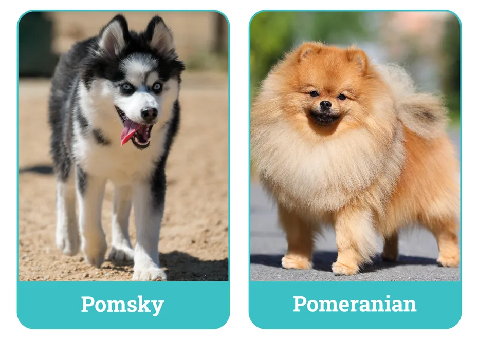 Pomsky vs Pomeranian