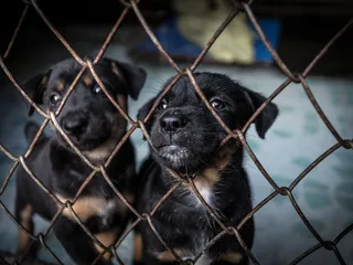 Puppy Mill Dog Behavior Problems & Vet-Approved Solutions