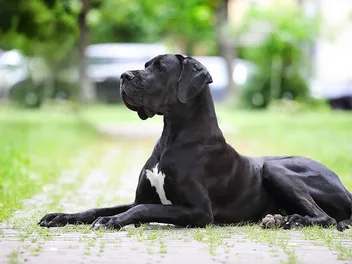 Are Great Danes Aggressive Dogs? Breed Traits & Determining Factors