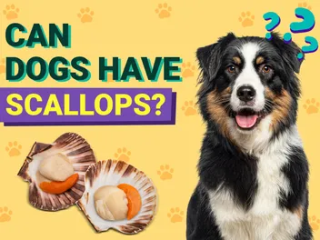 Can Dogs Have Scallops? Vet-Verified Nutrition Facts & FAQ