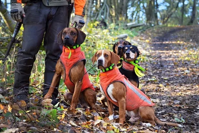 Weighted Vests for Dogs: What They Are, Uses, Benefits & FAQ