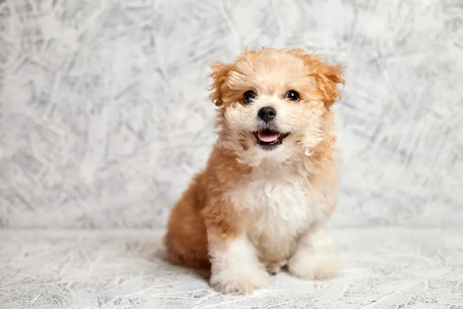 Maltipoo-puppy-with-open-mouth