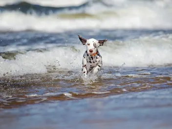 How Much Do Dalmatians Like Water? Vet-Verified Breed Facts & Fun Activities