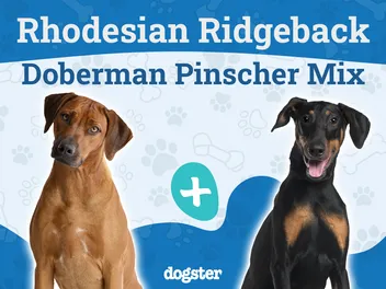 Rhodesian Doberman Mix: Info, Pictures, Temperament & More