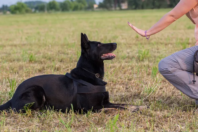 10 Basic Dog Training Hand Signals, & How to Use Them (With Infographic)