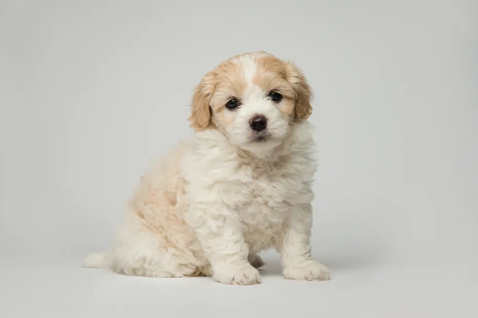 Cute-bichon-frise-puppy-sitting