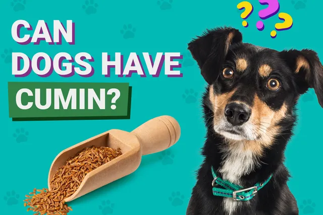 Can Dogs Have Cumin? Vet-Reviewed Nutrition Facts & FAQ