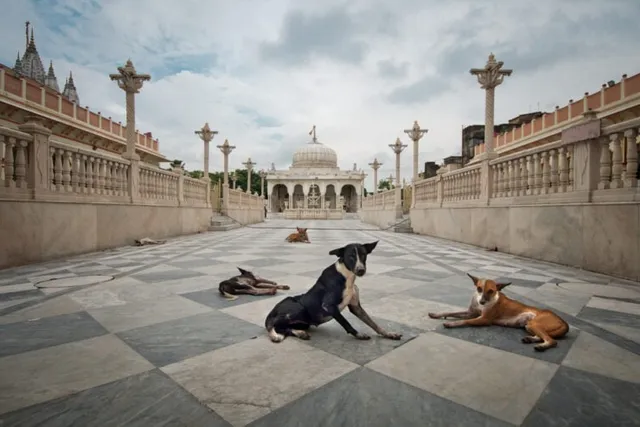 Why Are There So Many Stray Dogs in India? History & Facts