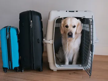 Flying With a Large Dog: 16 Vet-Approved Tips for a Smooth Trip