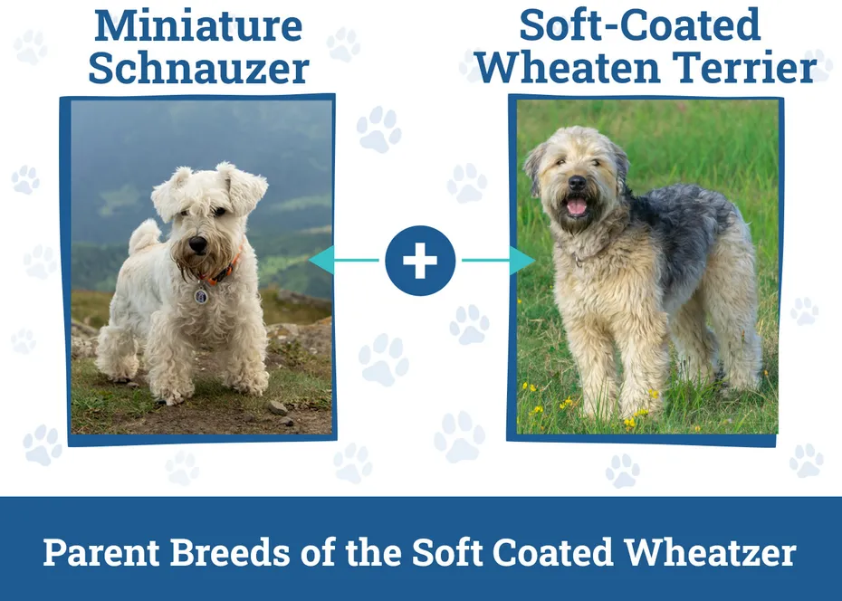 Parent Breeds of the Soft Coated Wheatzer