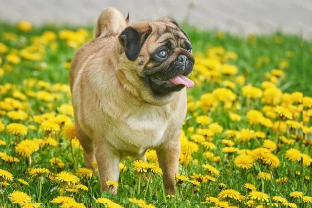 Apricot Pug: Info, Pictures, History & Origin