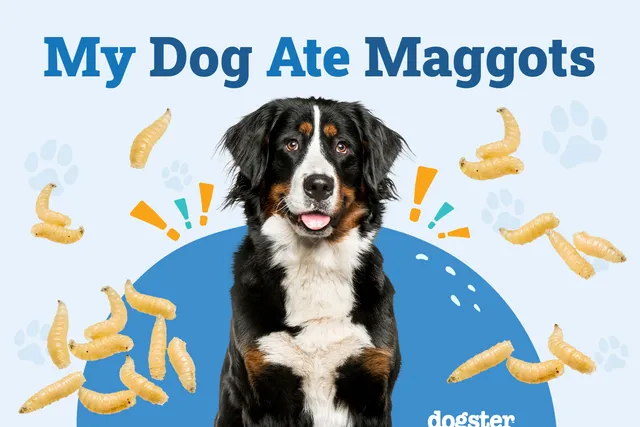 My Dog Ate Maggots: Should I Be Worried? (Vet Answer)