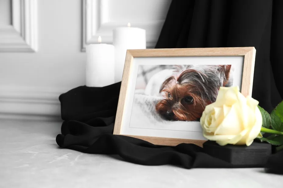 Picture frame with dog and candles at funeral