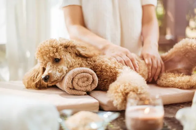 6 Vet-Verified Benefits of Massaging Your Dog (With Techniques You Can Try)