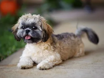 Jatzu (Shih Tzu & Japanese Chin Mix) Dog Breed: Info, Pictures, Care & More