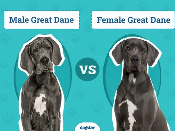 Male vs Female Great Danes: The Differences (With Pictures)