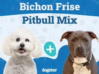 Bichon Pitbull Mix Breed: Info, Pictures, Temperament & More
