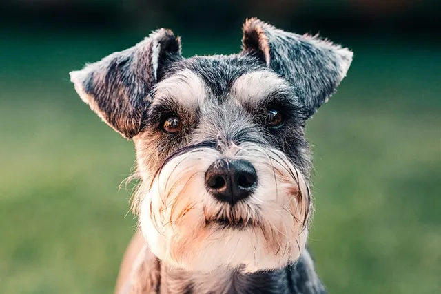 10 Interesting Miniature Schnauzer Facts for Dog Lovers