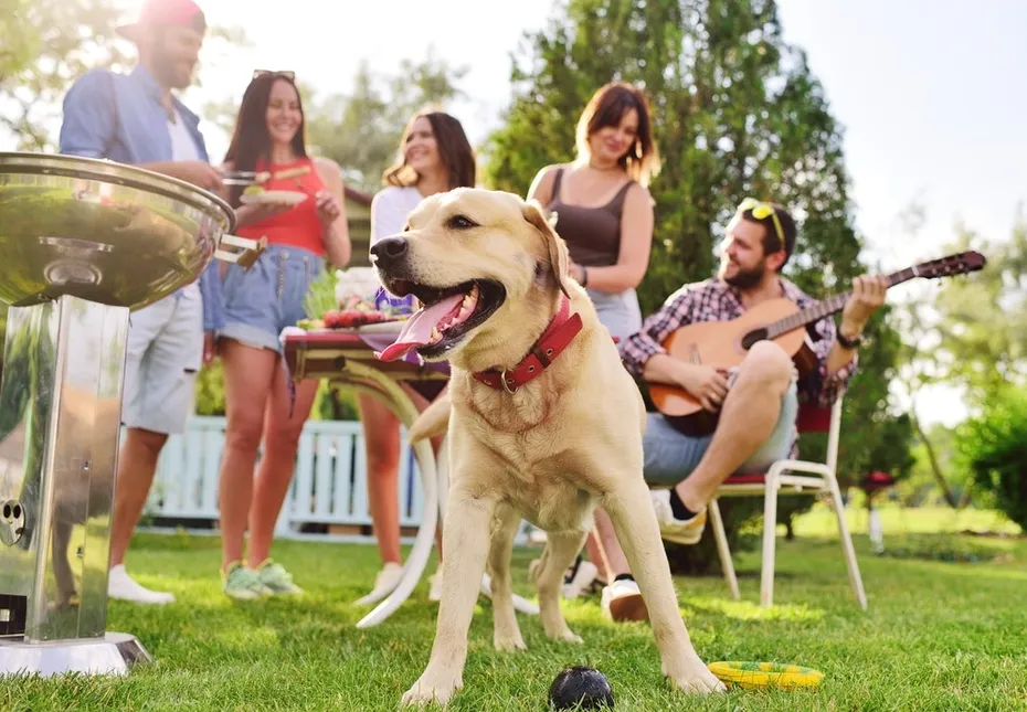 dog in the park with people