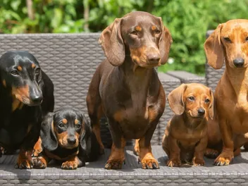 Dachshund Dog Breed: Vet-Verified Info, Pictures, Care & More
