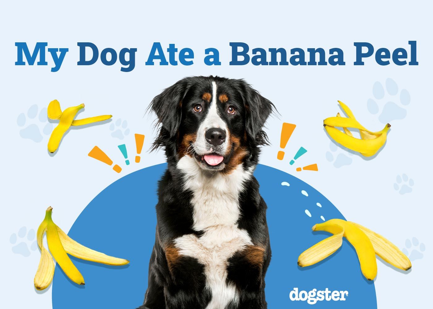 My Dog Ate a Banana Peel