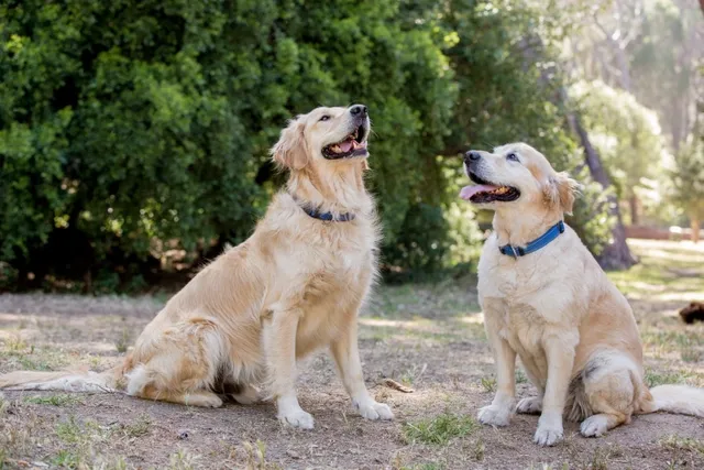 Long-Haired Labrador: Info, Pictures, Origin & History