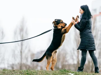 How to Stop Your Dog From Jumping on People in 5 Vet-Approved Steps