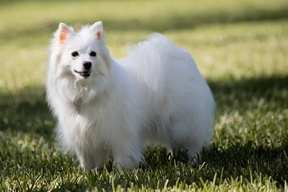 american Eskimo dog standing on a grass field