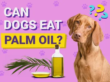 Can Dogs Eat Palm Oil? Vet-Verified Facts & Info