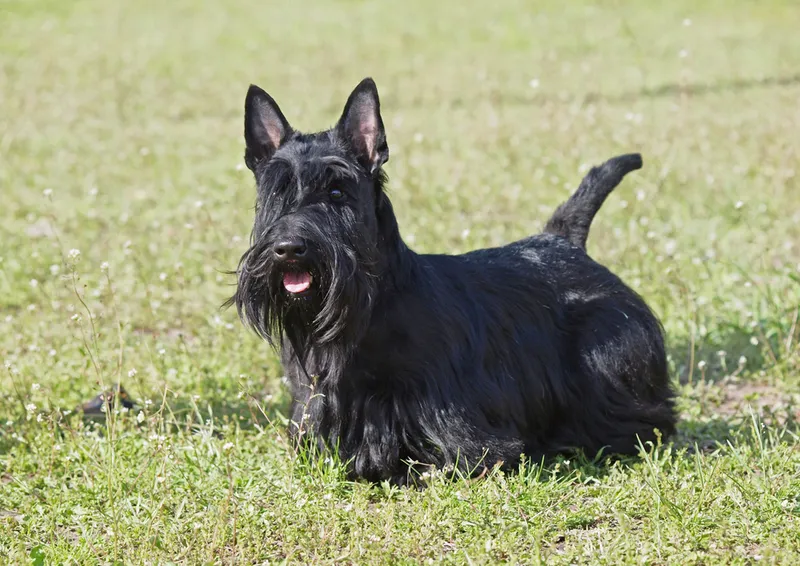 black Scottish Terrier dog standing on grass
