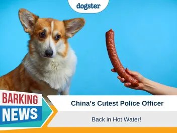 China's Cutest (Corgi) Police Officer: Back in Hot Water!