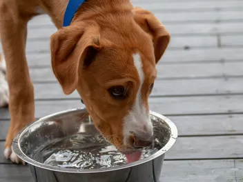Types of Water for Dogs: Vet-Verified Water Sources & Advice