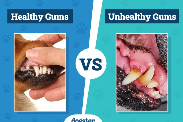 Healthy Dog Gums vs Unhealthy: Color Chart & Vet Approved Facts