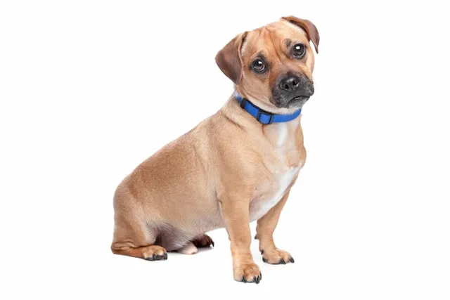 Retro Pug: Info, Pictures, Temperament & Traits
