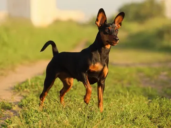 Miniature Pinscher Dog Breed: Info, Pictures, Care & More