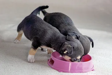 Two chihuahua puppies eating food from a bowl