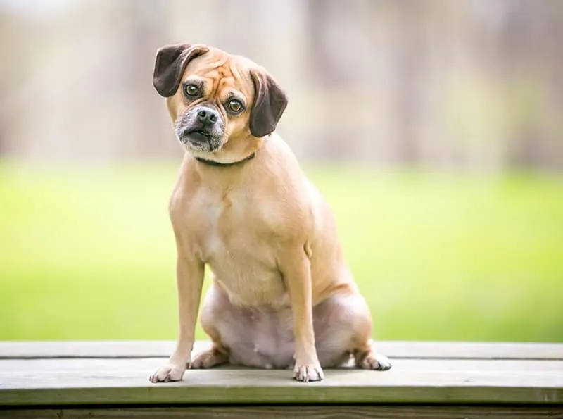 puggle dog sitting on the bench