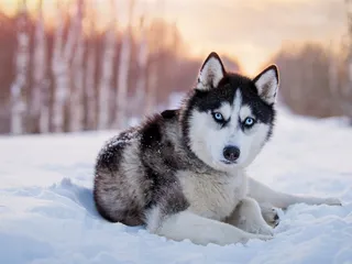 20 Most Aggressive Dog Breeds: Our Vet Discusses The Most Dangerous & Likely to Bite