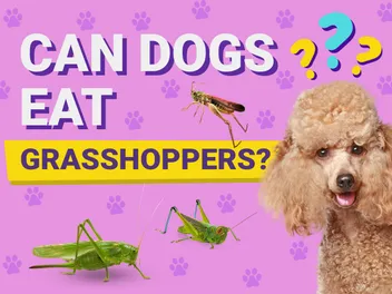 Can Dogs Eat Grasshoppers? Vet-Verified Facts & Potential Risks