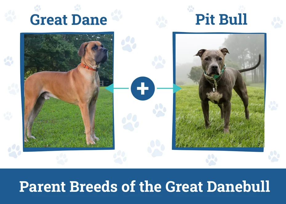 Parent Breeds of the Great Danebull