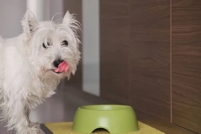 Do Dogs Have Taste Buds? Canine Tasting Facts