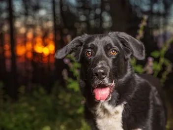 Border Collie Lab Mix (Borador) Dog Breed: Info, Pictures, Care & Traits