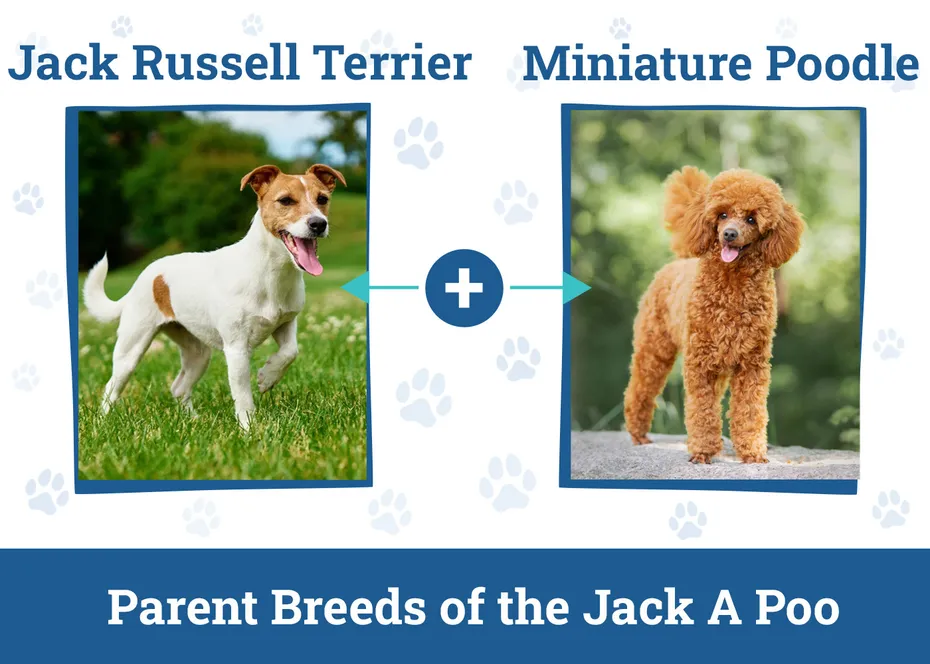 Parent Breeds of the Jack A Poo