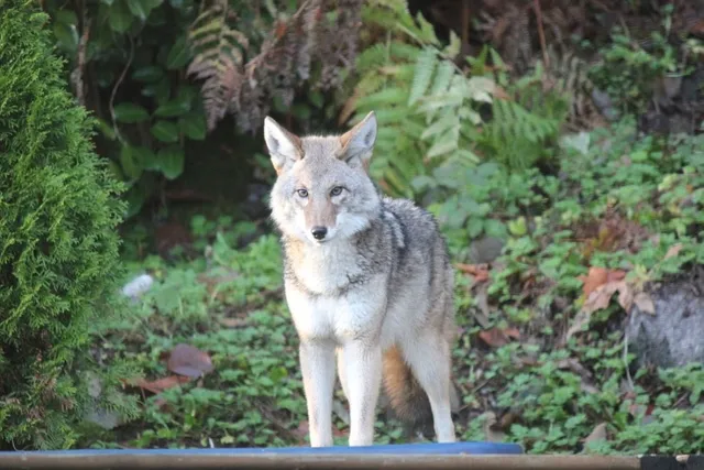 How Big Are Coyotes Compared to Dogs? Vet-Reviewed Size Chart & Comparison